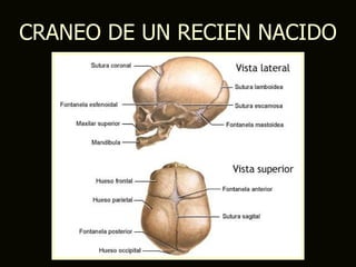 CRANEO DE UN RECIEN NACIDO
 