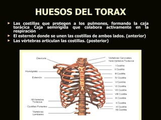 HUESOS DEL TORAX
► Las costillas que protegen a los pulmones, formando la caja
  torácica Caja semirígida que colabora activamente en la
  respiración
► El esternón donde se unen las costillas de ambos lados. (anterior)
► Las vértebras articulan las costillas. (posterior)
 