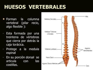 HUESOS VERTEBRALES

►   Forman la columna
    vertebral (pilar recio,
    algo flexible ):

-   Esta formada por una
    treintena de vértebras
    que cierra por detrás la
    caja torácica.
-   Protege a la medula
    espinal
-   En su porción dorsal se
    articula     con     las
    costillas.
 