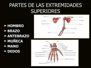 PARTES DE LAS EXTREMIDADES
          SUPERIORES

► HOMBRO
► BRAZO
► ANTEBRAZO
► MUÑECA
► MANO
► DEDOS
 
