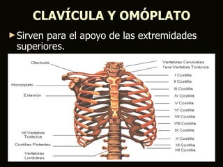 CLAVÍCULA Y OMÓPLATO
► Sirvenpara el apoyo de las extremidades
 superiores.
 