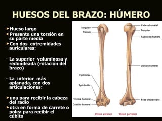 HUESOS DEL BRAZO: HÚMERO
►Hueso  largo
►Presenta una torsión en
 su parte media
►Con dos extremidades
 auriculares:

-   La superior voluminosa y
    redondeada (rotación del
    brazo)

-   La inferior más
    aplanada, con dos
    articulaciones:

►una  para recibir la cabeza
 del radio
►otra en forma de carrete o
 polea para recibir el
 cúbito
 