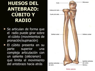 HUESOS DEL
    ANTEBRAZO:
     CÚBITO Y
      RADIO
►   Se articulan de forma que
    el radio puede girar sobre
     el cúbito (movimientos de
    pronación/supinación)
►   El cúbito presenta en su
    parte      superior    una
    compleja articulación con
    un saliente (olécranon)
    que limita el movimiento
    del antebrazo hacia atrás
 