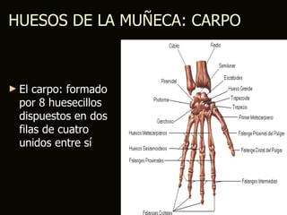HUESOS DE LA MUÑECA: CARPO



► El  carpo: formado
  por 8 huesecillos
  dispuestos en dos
  filas de cuatro
  unidos entre sí
 