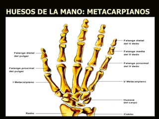 HUESOS DE LA MANO: METACARPIANOS
 