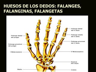 HUESOS DE LOS DEDOS: FALANGES,
FALANGINAS, FALANGETAS
 
