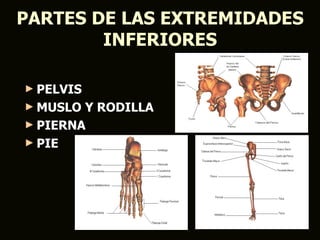 PARTES DE LAS EXTREMIDADES
        INFERIORES

► PELVIS
► MUSLO Y RODILLA
► PIERNA
► PIE
 