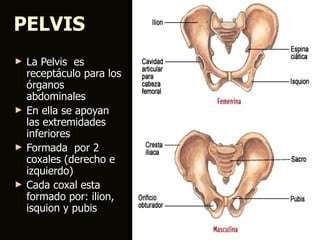 PELVIS
►   La Pelvis es
    receptáculo para los
    órganos
    abdominales
►   En ella se apoyan
    las extremidades
    inferiores
►   Formada por 2
    coxales (derecho e
    izquierdo)
►   Cada coxal esta
    formado por: ilion,
    isquion y pubis
 