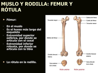 MUSLO Y RODILLA: FEMUR Y
RÓTULA
►   Fémur:

-   En el muslo
-   Es el hueso más largo del
    esqueleto
-   Extremidad superior
    esférica, por donde se
    articula con el coxal
-   Extremidad inferior
    robusta, por donde se
    articula con la tibia



►   La rótula en la rodilla.
 