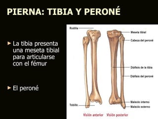 PIERNA: TIBIA Y PERONÉ


► La tibia presenta
  una meseta tibial
  para articularse
  con el fémur


► El   peroné
 