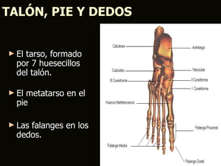 TALÓN, PIE Y DEDOS


► Eltarso, formado
  por 7 huesecillos
  del talón.

► El metatarso en el
  pie

► Lasfalanges en los
  dedos.
 