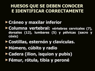 HUESOS QUE SE DEBEN CONOCER
  E IDENTIFICAR CORRECTAMENTE

► Cráneoy maxilar inferior
► Columna vertebral: vértebras     cervicales (7),
 dorsales (12), lumbares (5) y pélvicas (sacro y
 cóxis)
► Costillas,esternón y clavículas.
► Húmero, cúbito y radio
► Cadera (ilion, isquion y pubis)
► Fémur, rótula, tibia y peroné
 