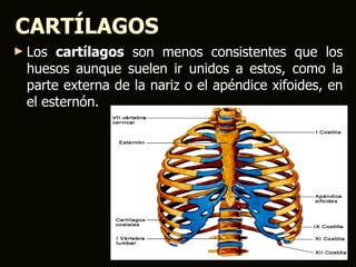 CARTÍLAGOS
► Los cartílagos son menos consistentes que los
 huesos aunque suelen ir unidos a estos, como la
 parte externa de la nariz o el apéndice xifoides, en
 el esternón.
 