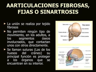 AARTICULACIONES FIBROSAS,
       FIJAS O SINARTROSIS

►   La unión se realiza por tejido
    fibrosos
►   No permiten ningún tipo de
    movimiento, en los adultos, a
    los      segmentos       óseos
    involucrados, que contactan
    unos con otros directamente.
►   Se llaman suturas (Las de los
    huesos     del   cráneo)    su
    principal función es proteger
    a los órganos que se
    encuentran en su interior.
 