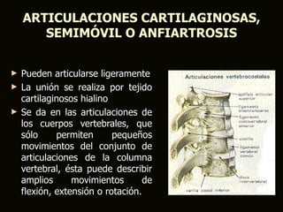 ARTICULACIONES CARTILAGINOSAS,
       SEMIMÓVIL O ANFIARTROSIS


►   Pueden articularse ligeramente
►   La unión se realiza por tejido
    cartilaginosos hialino
►   Se da en las articulaciones de
    los cuerpos vertebrales, que
    sólo     permiten      pequeños
    movimientos del conjunto de
    articulaciones de la columna
    vertebral, ésta puede describir
    amplios      movimientos       de
    flexión, extensión o rotación.
 