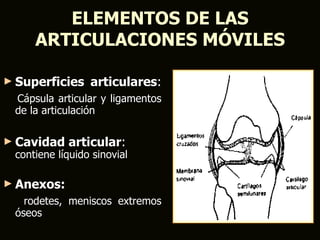ELEMENTOS DE LAS
     ARTICULACIONES MÓVILES

► Superficies    articulares:
 Cápsula articular y ligamentos
 de la articulación

► Cavidad   articular:
 contiene líquido sinovial

► Anexos:
   rodetes, meniscos extremos
 óseos
 