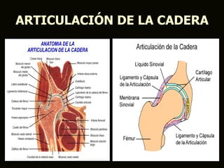 ARTICULACIÓN DE LA CADERA
 