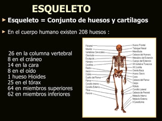 ESQUELETO
► Esqueleto      = Conjunto de huesos y cartílagos
►   En el cuerpo humano existen 208 huesos :


    26 en la columna vertebral
    8 en el cráneo
    14 en la cara
    8 en el oído
    1 hueso Hioides
    25 en el tórax
    64 en miembros superiores
    62 en miembros inferiores
 