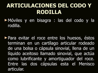 ARTICULACIONES DEL CODO Y
         RODILLA
► Móviles   y en bisagra : las del codo y la
 rodilla.

► Para evitar el roce entre los huesos, éstos
 terminan en un cartílago articular rodeado
 de una bolsa o cápsula sinovial, llena de un
 líquido aceitoso llamado sinovial, que actúa
 como lubrificante y amortiguador del roce.
 Entre las dos cápsulas esta el Menisco
 articular.
 