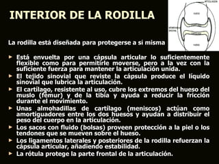 INTERIOR DE LA RODILLA

La rodilla está diseñada para protegerse a sí misma

►   Está envuelta por una cápsula articular lo suficientemente
    flexible como para permitirle moverse, pero a la vez con la
    suficiente fuerza para mantener la articulación unida.
►   El tejido sinovial que reviste la cápsula produce el líquido
    sinovial que lubrica la articulación.
►   El cartílago, resistente al uso, cubre los extremos del hueso del
    muslo (fémur) y de la tibia y ayuda a reducir la fricción
    durante el movimiento.
►   Unas almohadillas de cartílago (meniscos) actúan como
    amortiguadores entre los dos huesos y ayudan a distribuir el
    peso del cuerpo en la articulación.
►   Los sacos con fluido (bolsas) proveen protección a la piel o los
    tendones que se mueven sobre el hueso.
►   Los ligamentos laterales y posteriores de la rodilla refuerzan la
    cápsula articular, añadiendo estabilidad.
►   La rótula protege la parte frontal de la articulación.
 