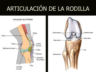 ARTICULACIÓN DE LA RODILLA
 