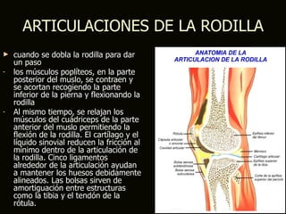 ARTICULACIONES DE LA RODILLA
►   cuando se dobla la rodilla para dar
    un paso
-   los músculos poplíteos, en la parte
    posterior del muslo, se contraen y
    se acortan recogiendo la parte
    inferior de la pierna y flexionando la
    rodilla
-   Al mismo tiempo, se relajan los
    músculos del cuádriceps de la parte
    anterior del muslo permitiendo la
    flexión de la rodilla. El cartílago y el
    líquido sinovial reducen la fricción al
    mínimo dentro de la articulación de
    la rodilla. Cinco ligamentos
    alrededor de la articulación ayudan
    a mantener los huesos debidamente
    alineados. Las bolsas sirven de
    amortiguación entre estructuras
    como la tibia y el tendón de la
    rótula.
 