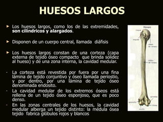 HUESOS LARGOS
►   Los huesos largos, como los de las extremidades,
    son cilíndricos y alargados.

►   Disponen de un cuerpo central, llamada diáfisis

►   Los huesos largos constan de una corteza (capa
    externa de tejido óseo compacto que brinda solidez
    al hueso) y de una zona interna, la cavidad medular.

-   La corteza está revestida por fuera por una fina
    lámina de tejido conjuntivo y óseo llamada periostio,
    y por dentro, por una lámina de tejido óseo
    denominada endosito.
-   La cavidad medular de los extremos óseos está
    rellena de un tejido óseo esponjoso, que es poco
    denso.
-   En las zonas centrales de los huesos, la cavidad
    medular alberga un tejido distinto: la médula ósea
    tejido fabrica glóbulos rojos y blancos
 
