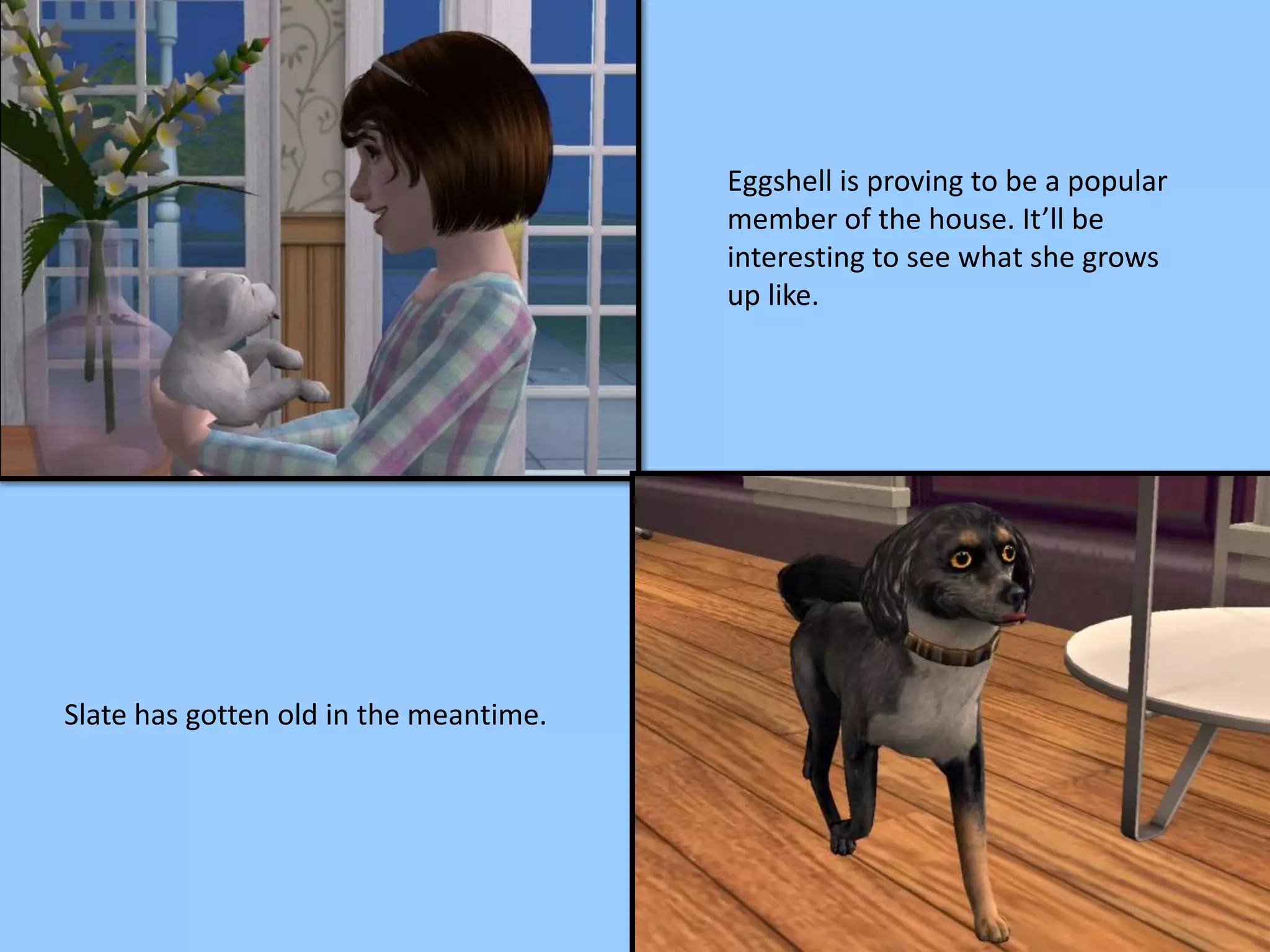 Eggshell is proving to be a popular
member of the house. It’ll be
interesting to see what she grows
up like.
Slate has gotten old in the meantime.
 