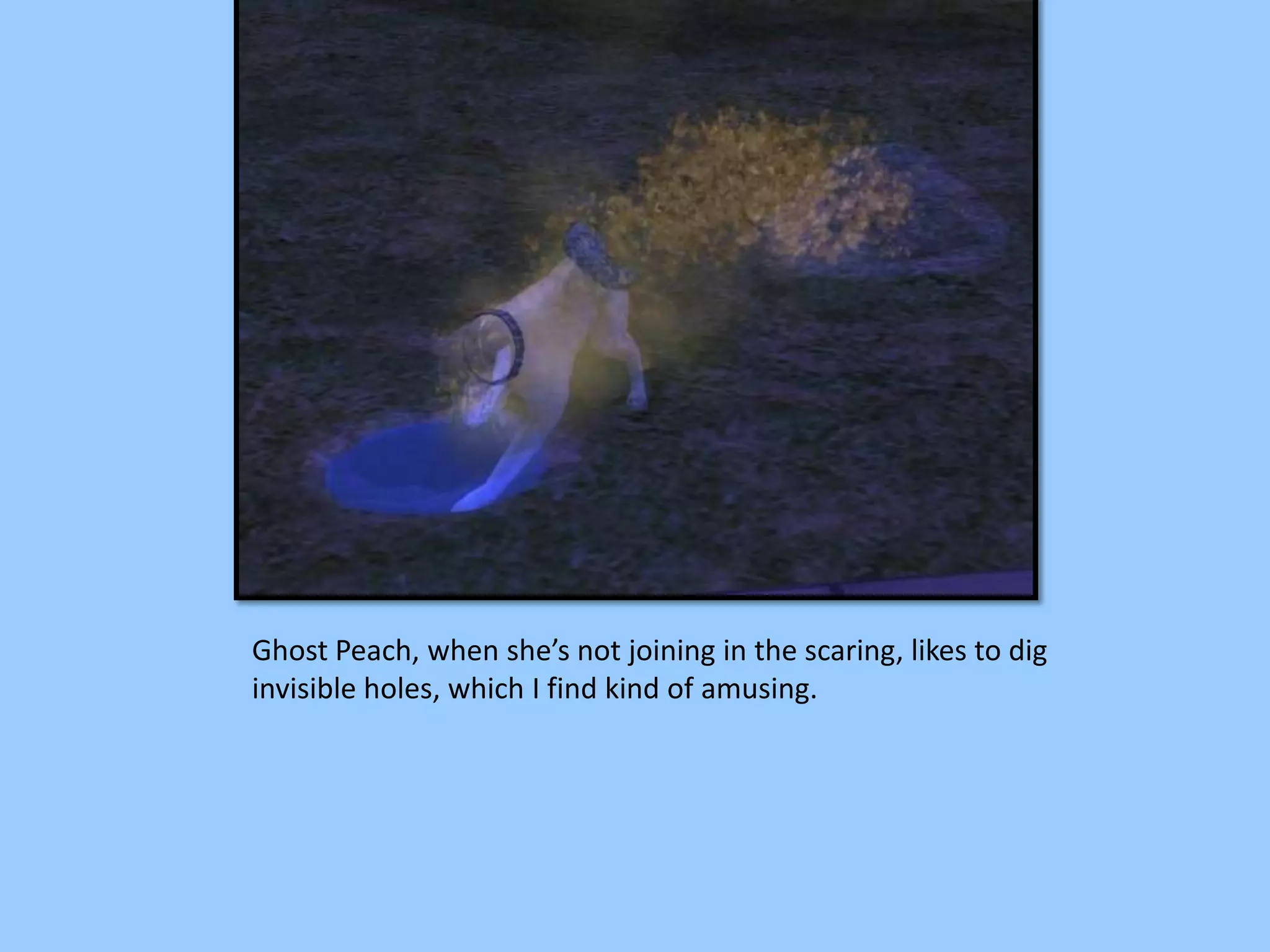 Ghost Peach, when she’s not joining in the scaring, likes to dig
invisible holes, which I find kind of amusing.
 