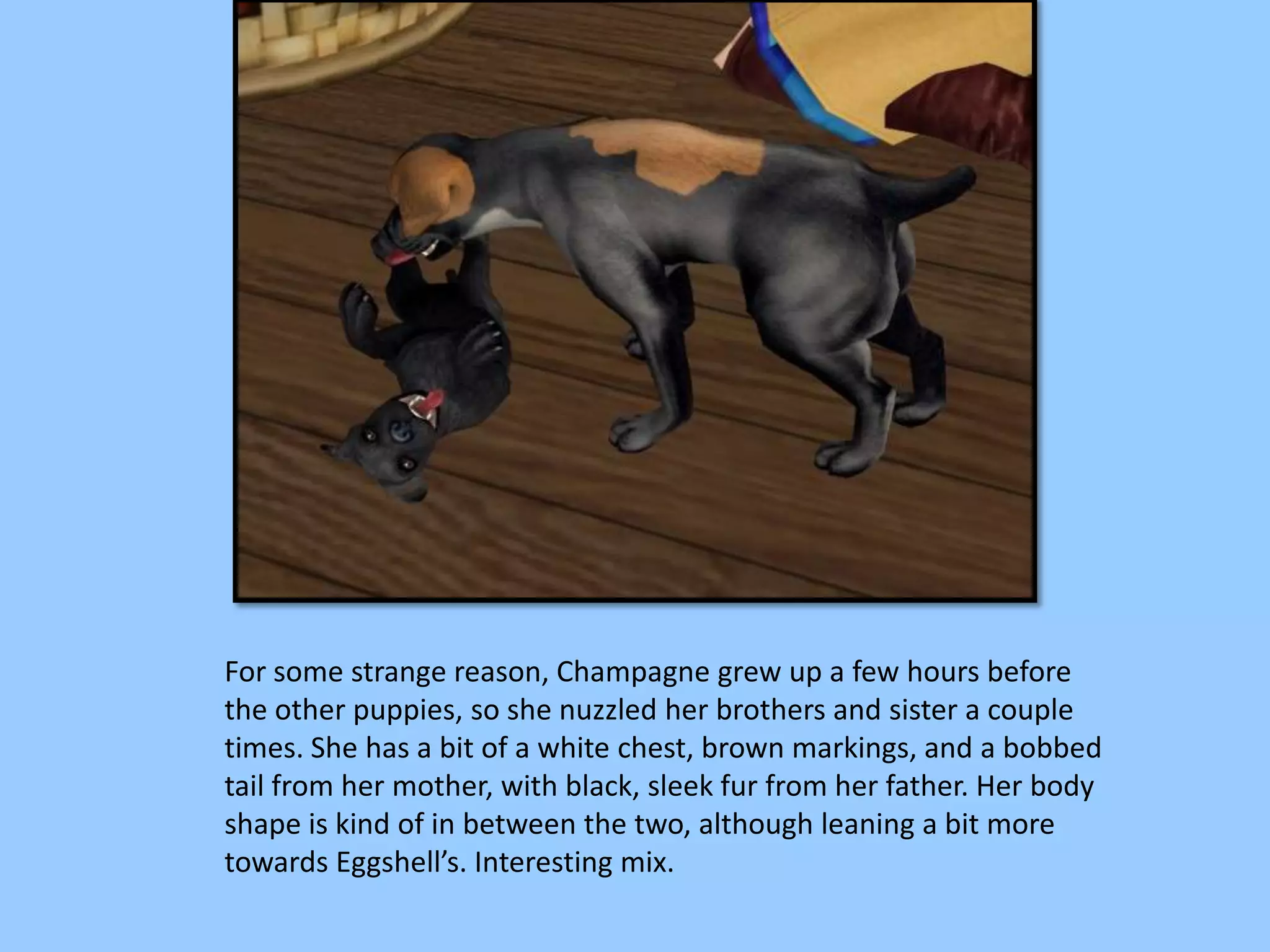 For some strange reason, Champagne grew up a few hours before
the other puppies, so she nuzzled her brothers and sister a couple
times. She has a bit of a white chest, brown markings, and a bobbed
tail from her mother, with black, sleek fur from her father. Her body
shape is kind of in between the two, although leaning a bit more
towards Eggshell’s. Interesting mix.
 