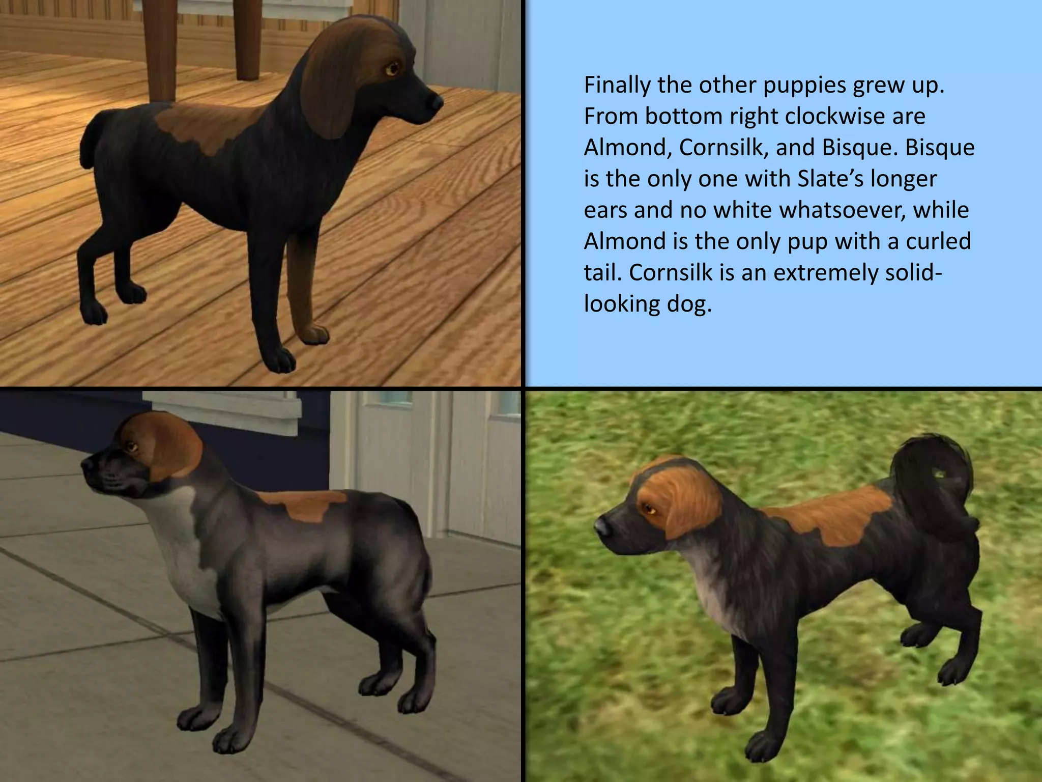 Finally the other puppies grew up.
From bottom right clockwise are
Almond, Cornsilk, and Bisque. Bisque
is the only one with Slate’s longer
ears and no white whatsoever, while
Almond is the only pup with a curled
tail. Cornsilk is an extremely solid-
looking dog.
 