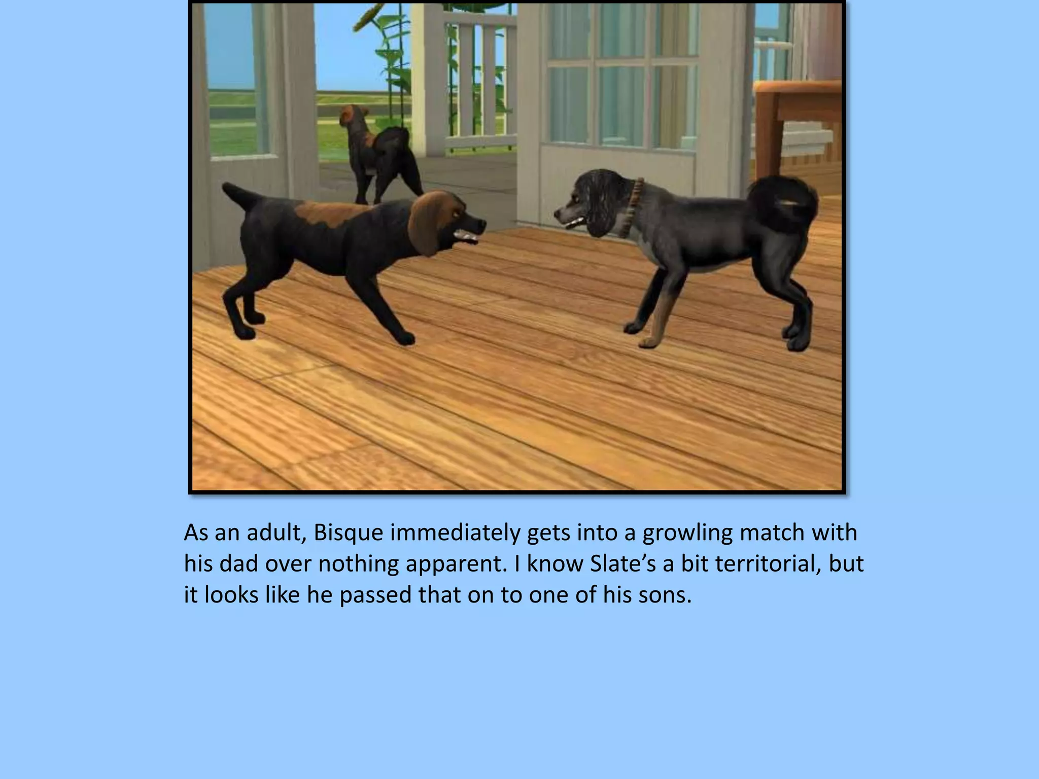 As an adult, Bisque immediately gets into a growling match with
his dad over nothing apparent. I know Slate’s a bit territorial, but
it looks like he passed that on to one of his sons.
 