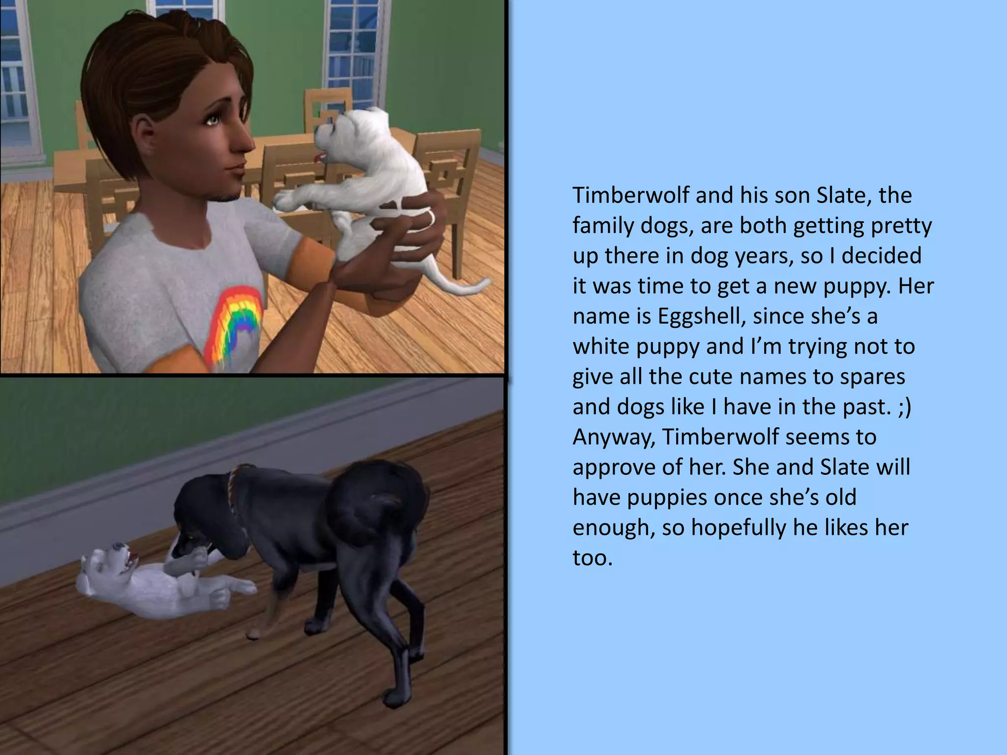 Timberwolf and his son Slate, the
family dogs, are both getting pretty
up there in dog years, so I decided
it was time to get a new puppy. Her
name is Eggshell, since she’s a
white puppy and I’m trying not to
give all the cute names to spares
and dogs like I have in the past. ;)
Anyway, Timberwolf seems to
approve of her. She and Slate will
have puppies once she’s old
enough, so hopefully he likes her
too.
 