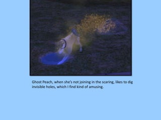 Ghost Peach, when she’s not joining in the scaring, likes to dig
invisible holes, which I find kind of amusing.
 
