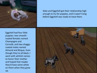 Slate and Eggshell got their relationship high
enough to try for puppies, and it wasn’t long
before Eggshell was ready to have them.
Eggshell had four little
puppies: two smooth-
coated females named
Champagne and
Cornsilk, and two shaggy-
coated males named
Almond and Bisque. Even
though they’re all black, I
went with whitish names
to honor their mother
and hoped that maybe
they’d have some white
on them when they grow
up.
 