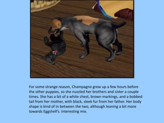 For some strange reason, Champagne grew up a few hours before
the other puppies, so she nuzzled her brothers and sister a couple
times. She has a bit of a white chest, brown markings, and a bobbed
tail from her mother, with black, sleek fur from her father. Her body
shape is kind of in between the two, although leaning a bit more
towards Eggshell’s. Interesting mix.
 