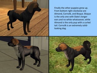 Finally the other puppies grew up.
From bottom right clockwise are
Almond, Cornsilk, and Bisque. Bisque
is the only one with Slate’s longer
ears and no white whatsoever, while
Almond is the only pup with a curled
tail. Cornsilk is an extremely solid-
looking dog.
 