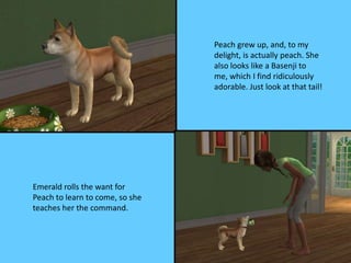 Peach grew up, and, to my
delight, is actually peach. She
also looks like a Basenji to
me, which I find ridiculously
adorable. Just look at that tail!
Emerald rolls the want for
Peach to learn to come, so she
teaches her the command.
 