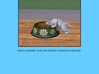 Peach is adorable. To eat, she stuffs her whole face in the bowl.
 