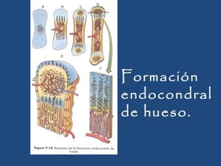 Formación
endocondral
de hueso.

 