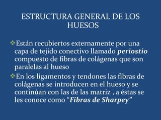 ESTRUCTURA GENERAL DE LOS
HUESOS
Poseen cavidades óseas tapizadas por endostio,

que es una sola capa de células osteopro...