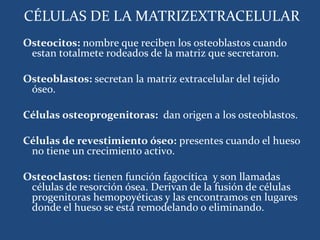 CÉLULAS DE LA MATRIZEXTRACELULAR
Osteocitos: nombre que reciben los osteoblastos cuando
estan totalmete rodeados de la mat...