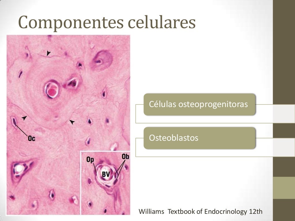 Diferencias Entre Hueso Y Cartilago Hueso y Cartilago