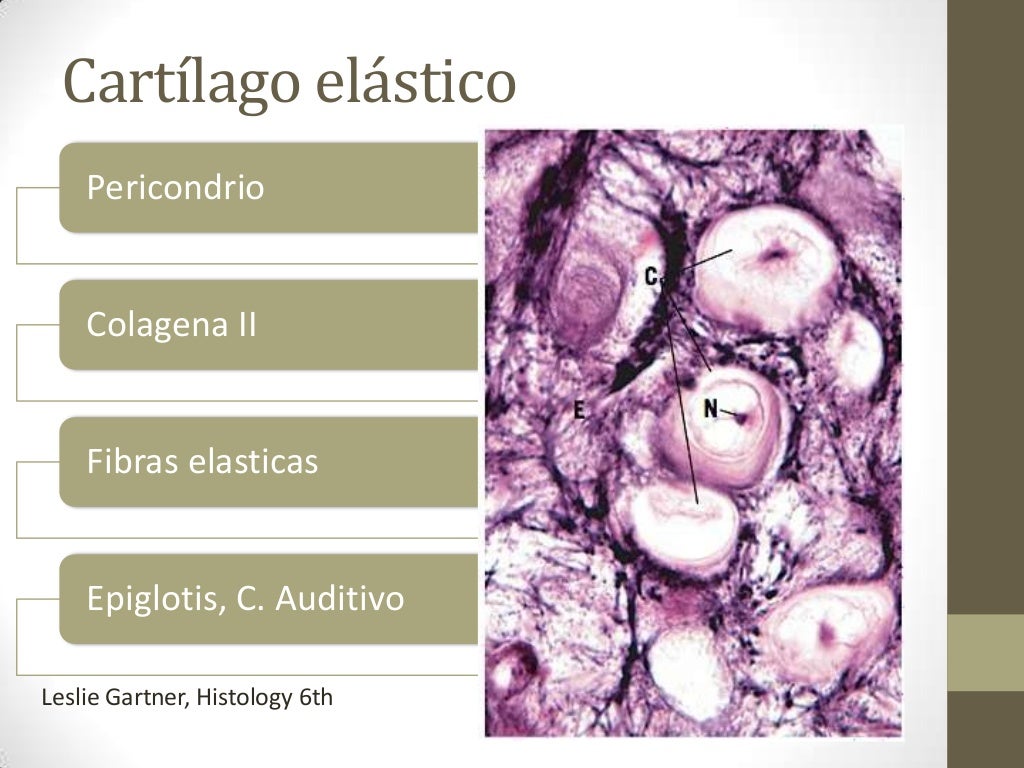 Diferencias Entre Hueso Y Cartilago Hueso y Cartilago