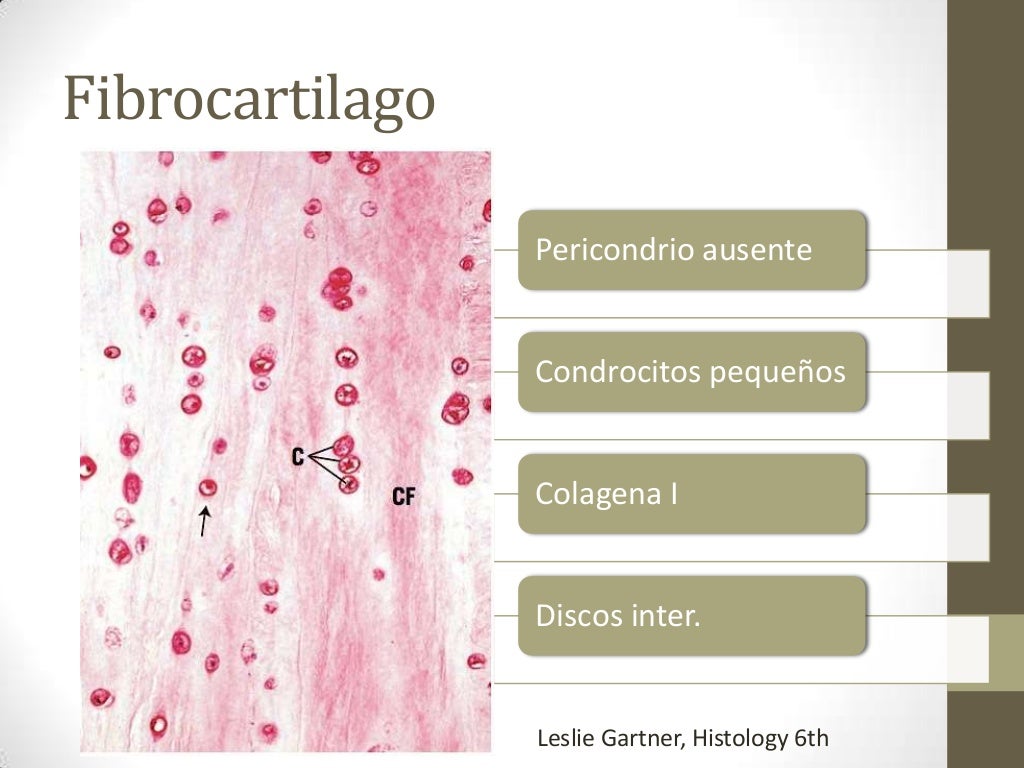Diferencias Entre Hueso Y Cartilago Hueso y Cartilago
