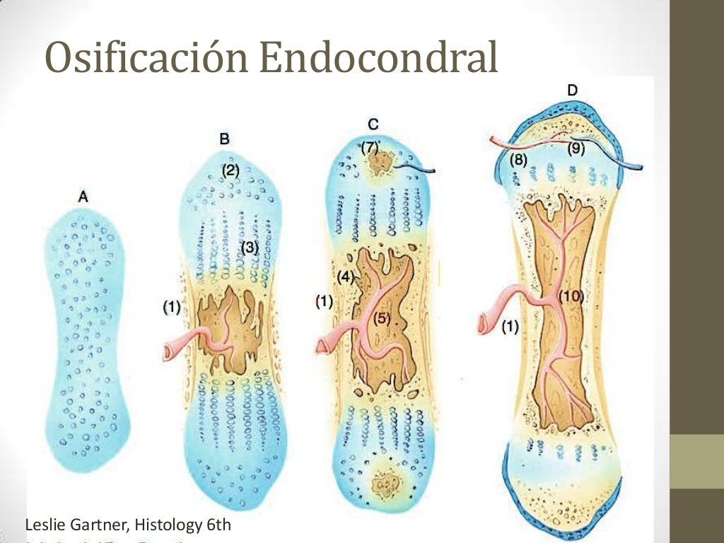 Diferencias Entre Hueso Y Cartilago Hueso y Cartilago