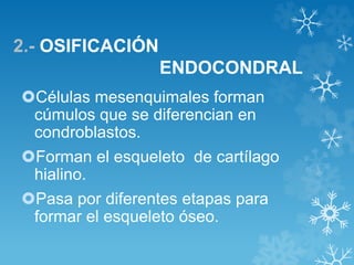 2.- OSIFICACIÓN
ENDOCONDRAL
Células mesenquimales forman
cúmulos que se diferencian en
condroblastos.
Forman el esqueleto de cartílago
hialino.
Pasa por diferentes etapas para
formar el esqueleto óseo.
 