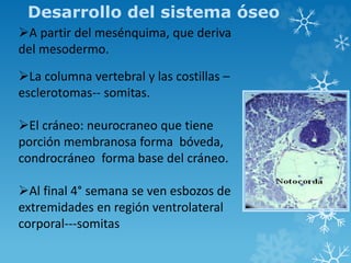 Desarrollo del sistema óseo
A partir del mesénquima, que deriva
del mesodermo.
La columna vertebral y las costillas –
esclerotomas-- somitas.
El cráneo: neurocraneo que tiene
porción membranosa forma bóveda,
condrocráneo forma base del cráneo.
Al final 4° semana se ven esbozos de
extremidades en región ventrolateral
corporal---somitas
 