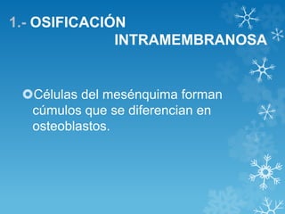 1.- OSIFICACIÓN
INTRAMEMBRANOSA
Células del mesénquima forman
cúmulos que se diferencian en
osteoblastos.
 