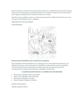 Este se localiza en porcionesexternasde todos los huesos y ramificacionesde los huesos largos.
Poseenuna estructuradura y predominan matriz ósea. Aquí se localizan los osteocitosdentro
de las lagunas alrededor de los conductosde Haversu osteón,
Este hueso provee rigidez y soporte, y forma una capa exterior sólidasobre los huesos, lo cual
evitaque sean fácilmente rotoso astillados.
ESQUEMA DE CELULAS ÓSEAS.
(TEJIDO OSEO)
Sistemas de laminillas óseas o del hueso compacto
Estas laminillas están distribuidas por 4 sistemas que son especialmente manifiestos en la
diáfisis de los huesos. Estos sistemas son: laminillas circuferencialesexternas, laminillas
circuferencialesinternas, sistema de losconductosde Havers (osteonas) que están
comunicadospor conductosde Volkmann y laminillas intersticiales.
CLASIFICACION SEGÚN LA FORMA DE LOS HUESOS
 Hueso largo. Ejemplo: tibia y metacarpio
 Hueso corto. Ejemplo: hueso del carpo
 Hueso plano. Ejemplo: esternón
 Hueso irregular. Ejemplo: vértebras
ESTRUCTURA DEUN
HUESO LARGO TIPICO.
 